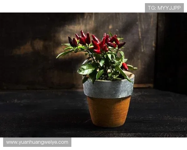 亚博YaBo网站注册流程详解新手快速上手指南 亚博YaBo网站注册流程详解新手快速上手指南